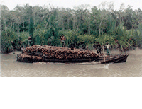 Watering the Bangladeshi Sundarbans
